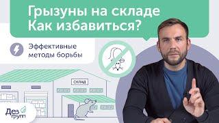 Грызуны на складе | Как быстро избавиться от крыс | Уничтожение мышей |  Дератизация на складе