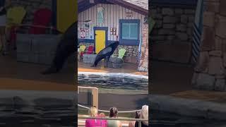 St. Louis Sea Lion Show Highlights with Robbie! July 2024