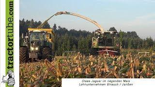 Claas Jaguar 960 12-reihig im liegenden Mais - Lagermais nach Sturmschaden - LU Strauch, Isselburg