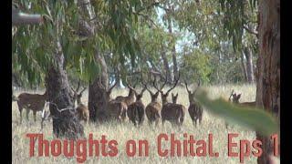 Thoughts on Chital  Eps 1