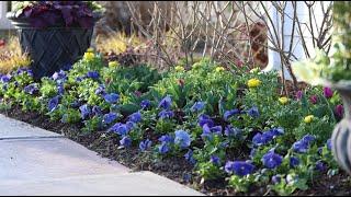 I Went Kind of Crazy With Pansies! ‍️// Garden Answer