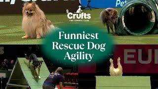 Adorable Pups Take on Agility 