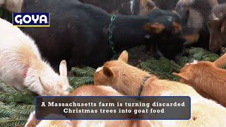 Christmas trees turned into goat food at Massachusetts farm