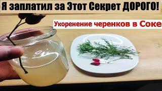 Как укоренить любой черенок 100% Секрет о котором никто не говорит! Заменяет корневин