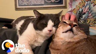 Terrified Spicy Foster Cat Learns To Love | The Dodo