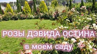 АНГЛИЙСКИЕ РОЗЫ ДЭВИДА ОСТИНА в моем саду | Английские розы: сорта и описание