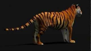 Tiger 3d