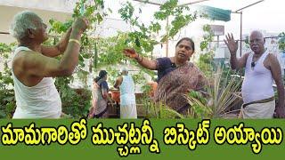 ఈసారి మొక్కలన్నీ మామయ్యగారితో పెట్టించాను, అన్నీ సూపర్ గా సెట్ అయ్యాయి| New plants| TTH|