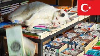 "Whoops! Bookstore Cat’s Unexpected Redecoration [4K]"