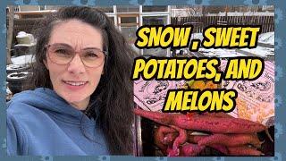 Sowing Melons and Sprouting Sweet Potatoes on a Snowy Day ️