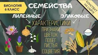 Семейство Лилейные. Семейство Злаковые. Биология 6 класс. Однодольные растения. Злаки. Видеоурок