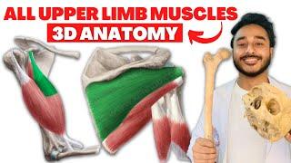 All upper limb muscles anatomy 3d | upper limb muscles origin and insertion anatomy