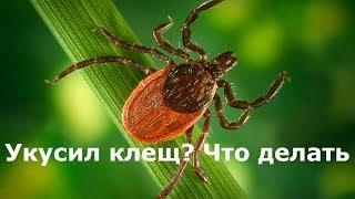 Укусил клещ, что делать? Укус клеща и насекомых - Доктор Комаровский, неотложная помощь