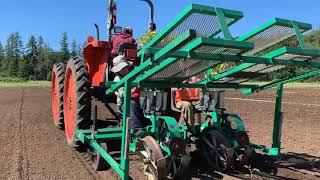 Planting tomatos with our tractor transplanter