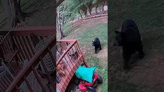 Momma bear charges woman, dog in North Carolina