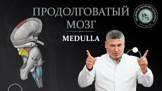 Продолговатый мозг. Medulla