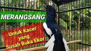 Pancingan KACER GACOR BUKA EKOR untuk Kacer yang Susah Buka Ekor