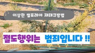 비양심적인 나무꾼 - 썰프레아 절도는 범죄입니다