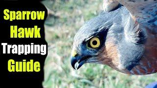 Sparrow Hawk Trapping Guide - How To Trap Sparow Hawk