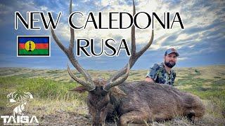 8 Rusa deer hunts in 6 minutes from New Caledonia!!