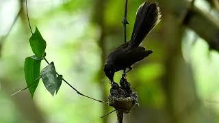 Fan Tail Bird parenting video by Dr Ataul Haque