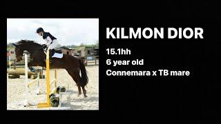 Kilmon Dior- 15.1hh 6 year old Connemara x TB mare