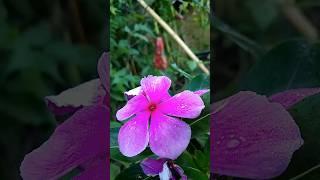 Most Beautiful Video graphy For my self || Lilly flower  in my home #flowers #flowerlover #shorts