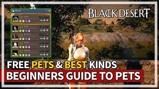 Beginners Guide to Pets & Best Types to Get | Black Desert