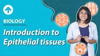 Introduction To Epithelial Tissues | Structural Organisation In Animals | Biology | Class 9