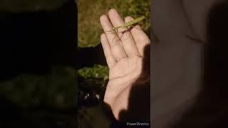 Богомол в моей руке, богомол в руке, praying mantis in my hand, mantis in my hand 4K