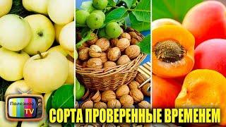 САМЫЕ УРОЖАЙНЫЕ И НЕПРИХОТЛИВЫЕ ПЛОДОВЫЕ ДЕРЕВЬЯ КОТОРЫЕ НИКОГДА НЕ ПОДВЕДУТ