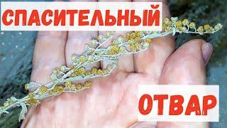 От ПАРАЗИТОВ и ГРИБКОВ, папиллом и бородавок, спасительный отвар, своею горечью ЦЕЛИЛ