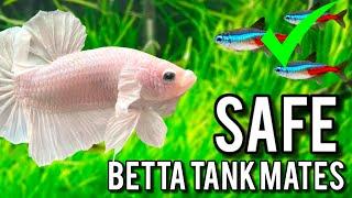 TOP 10 SAFE BETTA FISH TANK MATES!