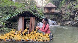 Raising ducks in the rainforest and how a girl develops a life alone