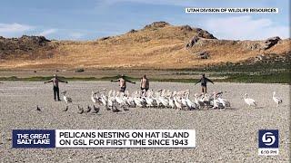 'It is very exciting': Pelicans return to Hat Island on the Great Salt Lake