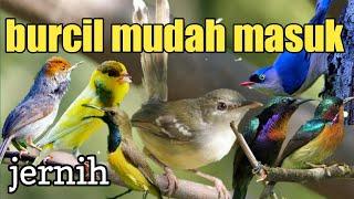 masteran burung kecil | masteran burung kecil nembak beset tajam