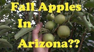 Honeycrisp, Pink Lady & Fuji Apples in AZ