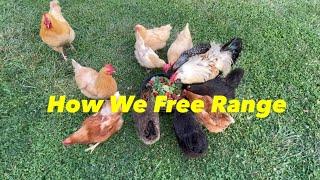 How We Free Range Our Chickens