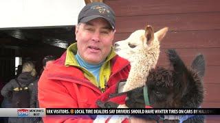 Newborn alpaca steals the show at Alpacas of Montana open house