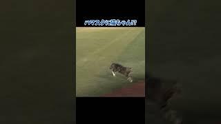 ハマスタを駆け回る猫ちゃん！！