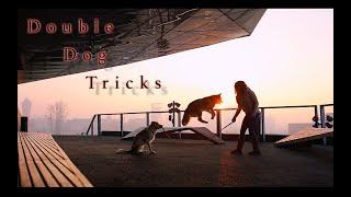 Double Dog Tricks by MADzone Border Collies !