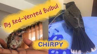 Red-Vented Bulbul | Chirpy with her Humans