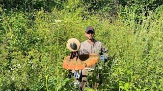 Cutting tough weeds with Stihl Fs 560-C and 561-C with trimmer line and brush knife.