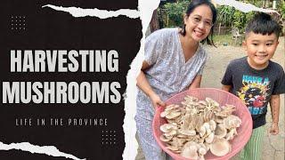 LET’S GO HARVEST SOME MUSHROOMS | LIFE IN THE PROVINCE | HALE RINA CAPTURES