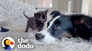 Dog Is The Best Nanny To Foster Kittens | The Dodo