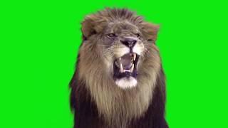 Lion roaring green screen