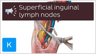 Superficial inguinal lymph nodes | Anatomical Terms Pronunciation by Kenhub