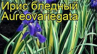 Ирис бледный Ауреваригата. Краткий обзор, описание характеристик iris pallida Aureovariegata