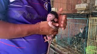 Adopt a poor little baby monkey, At Animal Market