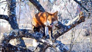 Funny Foxy Pride plan to build a new enclosure for foxes